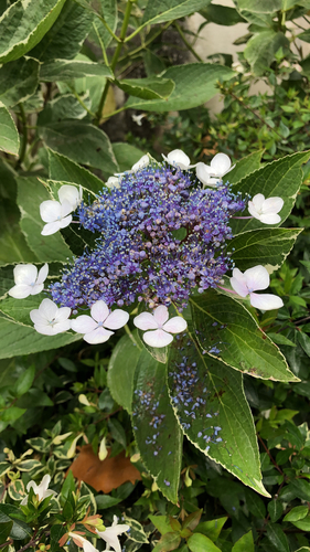 Hydrangea macrophylla iNat (3)