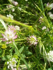 Trifolium glanduliferum