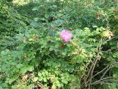 Rosa rugosa