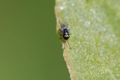 Encyrtinae