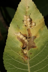 Caryomyia ansericollum