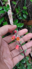 Echeveria quitensis