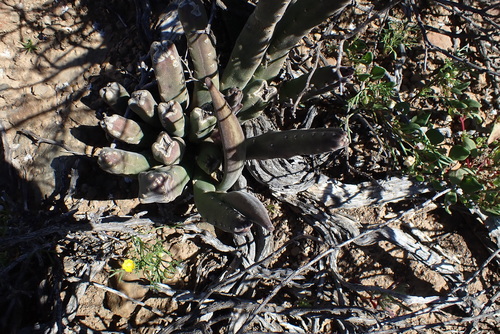 Ceropegia rufa