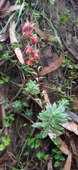 Echeveria quitensis