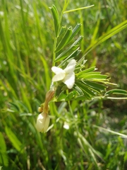 Vicia hulensis