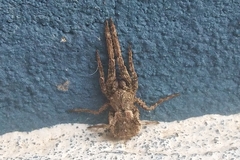 Araneae