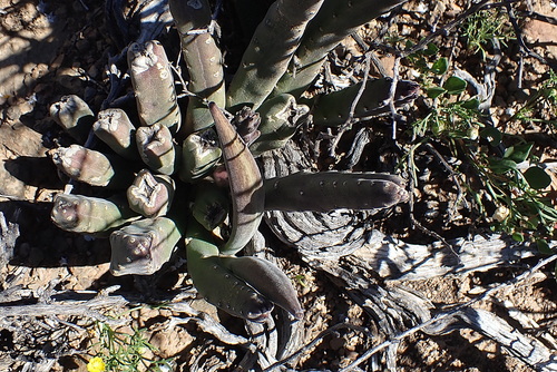 Ceropegia rufa
