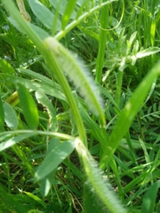 Vicia lutea