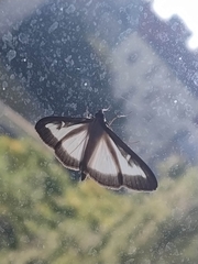 Cydalima perspectalis