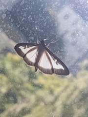 Cydalima perspectalis