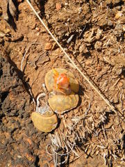 Lithops lesliei lesliei