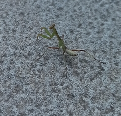 Hierodula transcaucasica