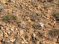 Lithops lesliei lesliei