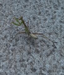 Hierodula transcaucasica