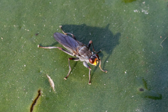 Hydromyza livens
