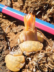 Lithops lesliei lesliei