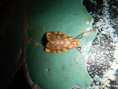 Miltochrista quadrilineata