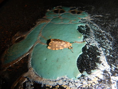 Miltochrista quadrilineata