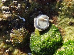 Siphonaria funiculata
