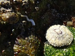 Siphonaria funiculata