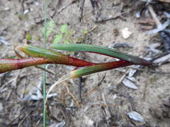 Ferraria densepunctulata