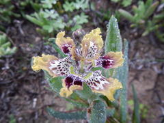 Ferraria densepunctulata