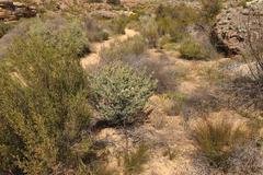 Phiambolia longifolia