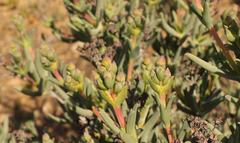 Phiambolia longifolia