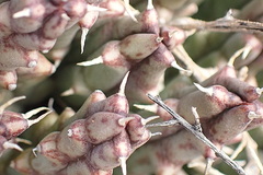 Tridentea gemmiflora