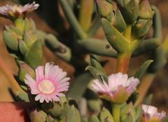 Phiambolia longifolia