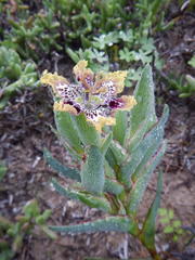 Ferraria densepunctulata