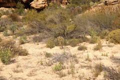 Phiambolia longifolia