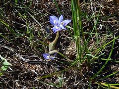 Moraea setifolia