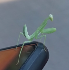 Hierodula transcaucasica