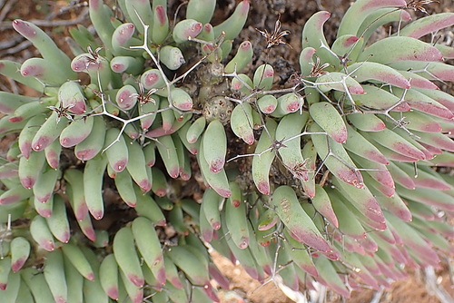 Image of Thorny Butterbush (Tylecodon reticulatus) by no rights reserved