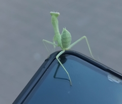 Hierodula transcaucasica