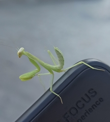 Hierodula transcaucasica