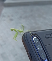 Hierodula transcaucasica