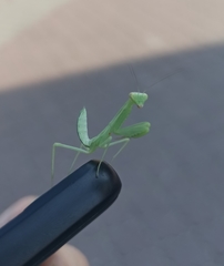 Hierodula transcaucasica