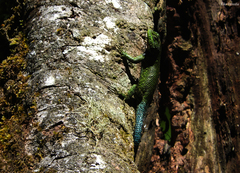Sceloporus taeniocnemis