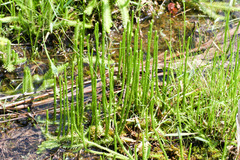 Lycopodiella appressa