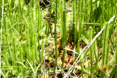 Lycopodiella appressa