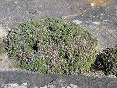 Oscularia vredenburgensis