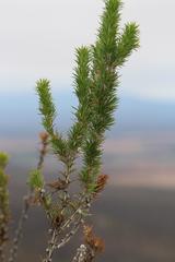 Aspalathus sceptrum-aureum