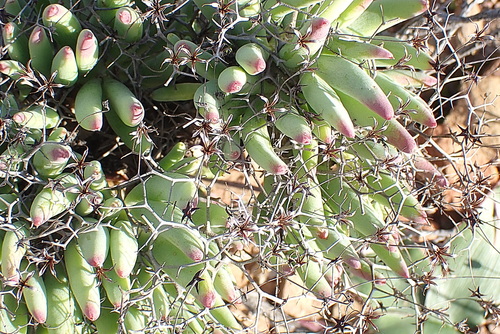 Image of Tylecodon reticulatus by no rights reserved