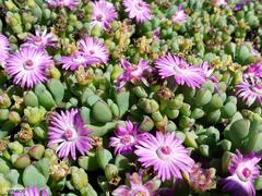 Oscularia vredenburgensis