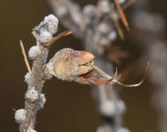 Aspalathus sceptrum-aureum