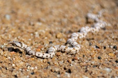 Dipsina multimaculata