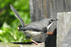 Apalis thoracica claudei