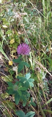 Trifolium pratense